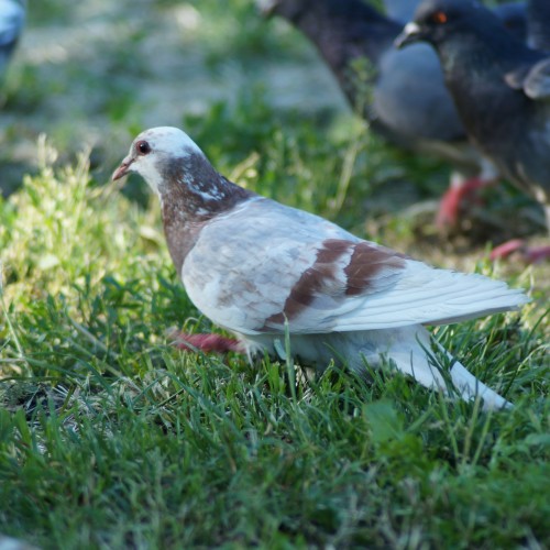 A pigeon walking in the grass